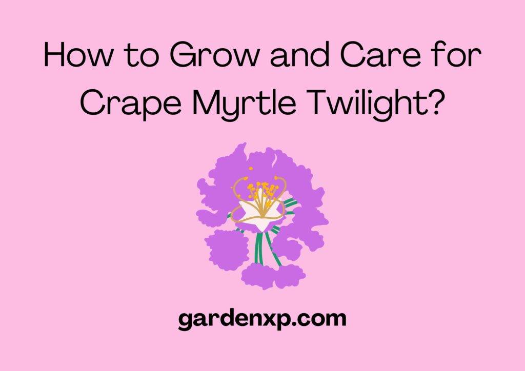 How to Grow and Care for Crape Myrtle Twilight?