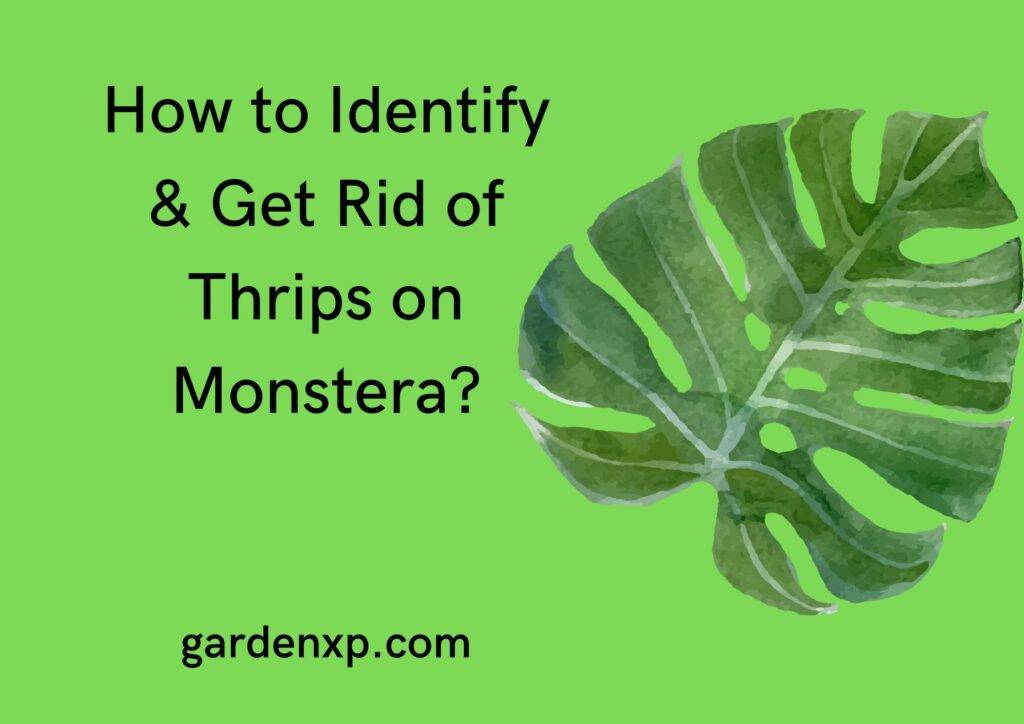 How to Identify and Get Rid of Thrips on Monstera?