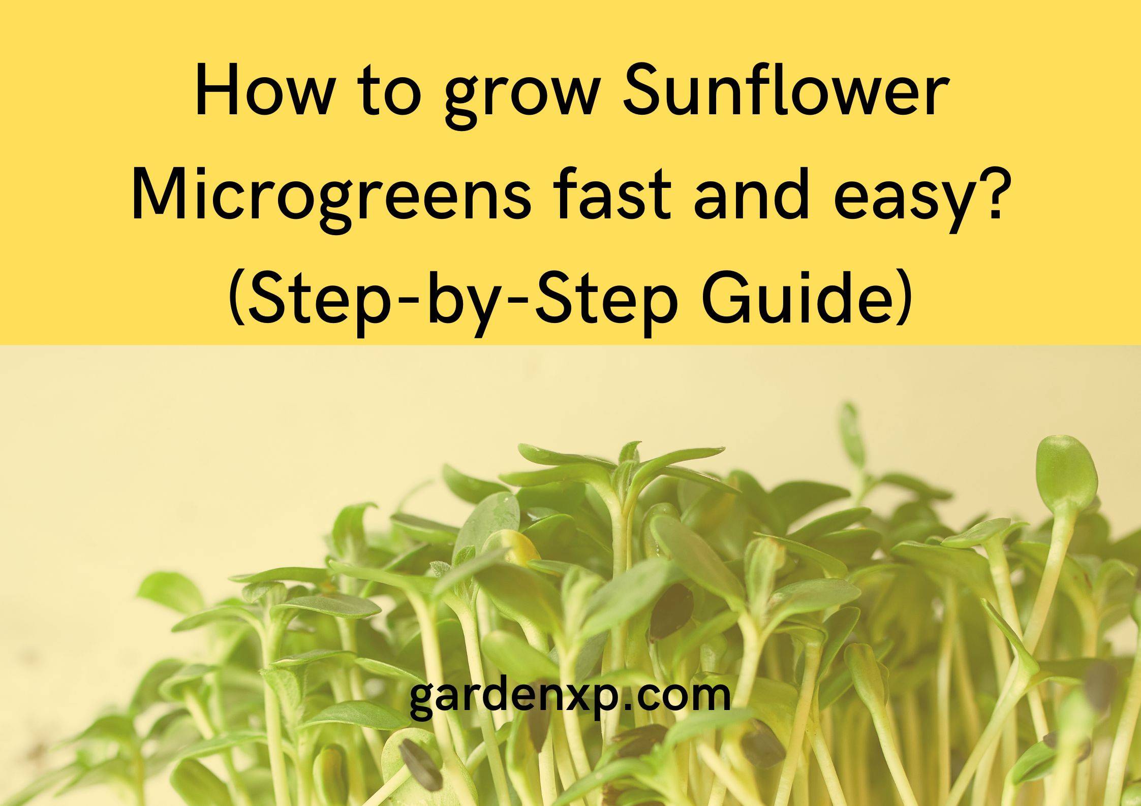 How to grow Sunflower Microgreens fast and easy? (Step-by-Step Guide)