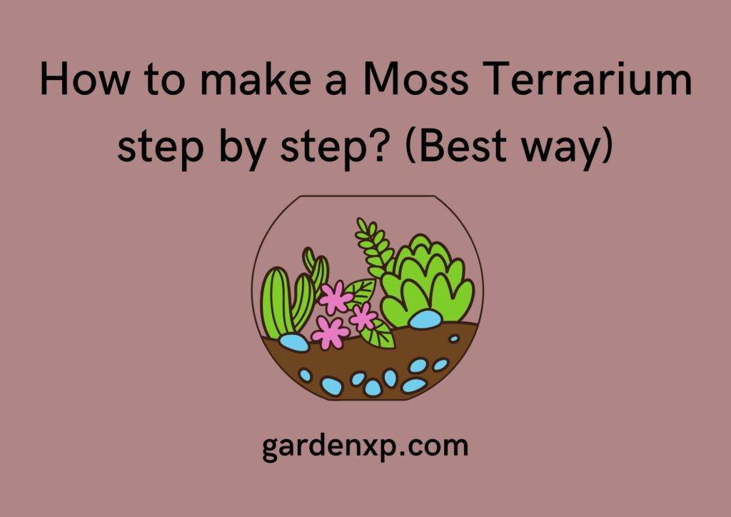How to make a Moss Terrarium step by step? (Best way)