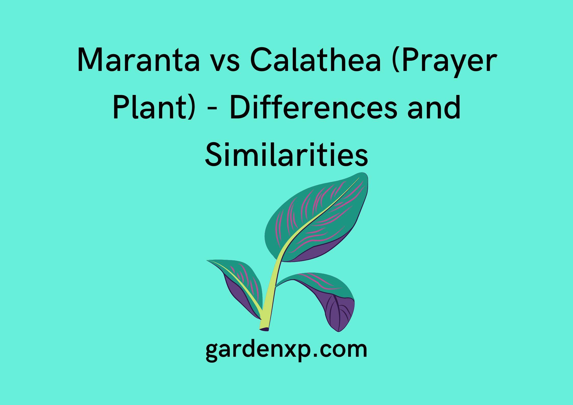 Maranta vs Calathea (Prayer Plant) - Differences and Similarities