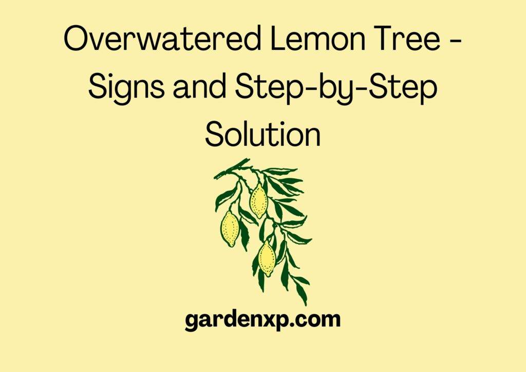 Overwatered Lemon Tree - Signs and Step-by-Step Solution