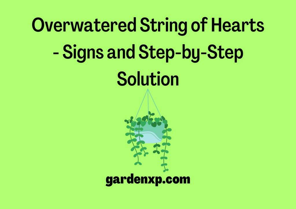Overwatered String of Hearts - Signs and Step-by-Step Solution