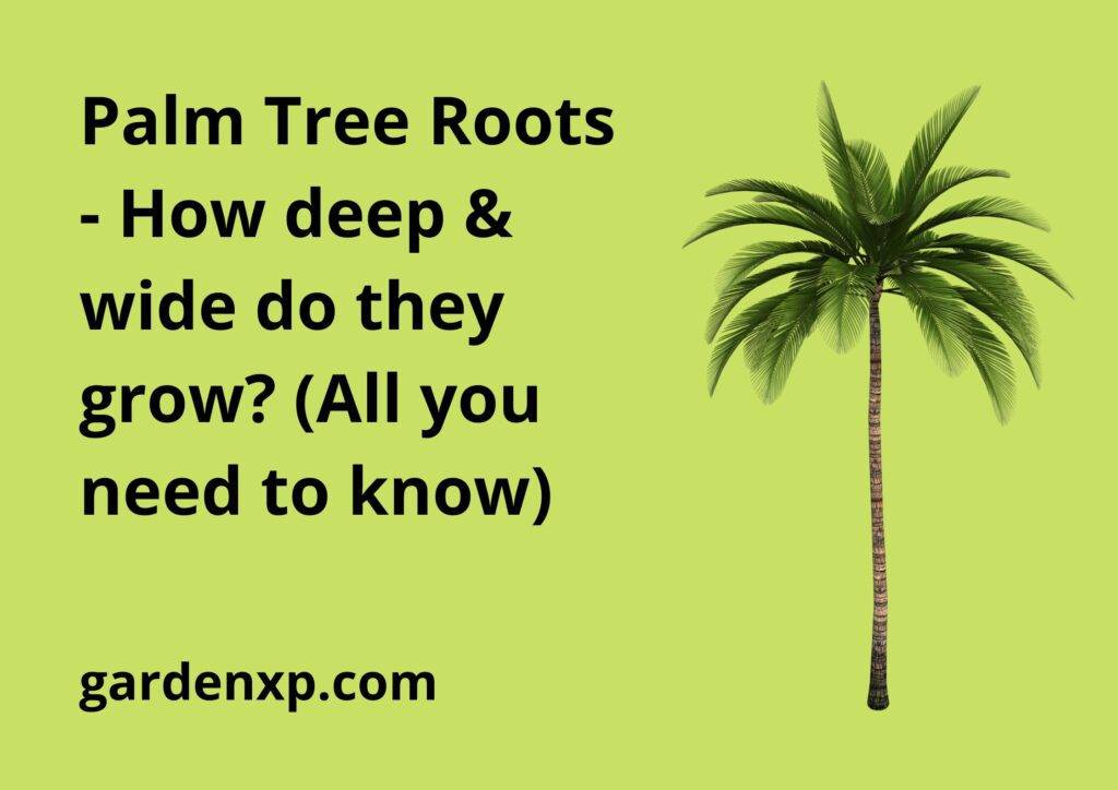 Palm Tree Roots - How deep & wide do they grow? (All you need to know)