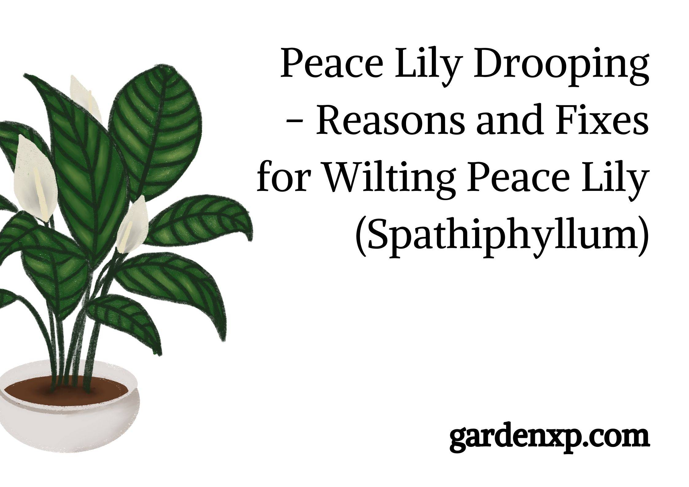 Peace Lily Drooping - Reasons and Fixes for Wilting Peace Lily (Spathiphyllum)