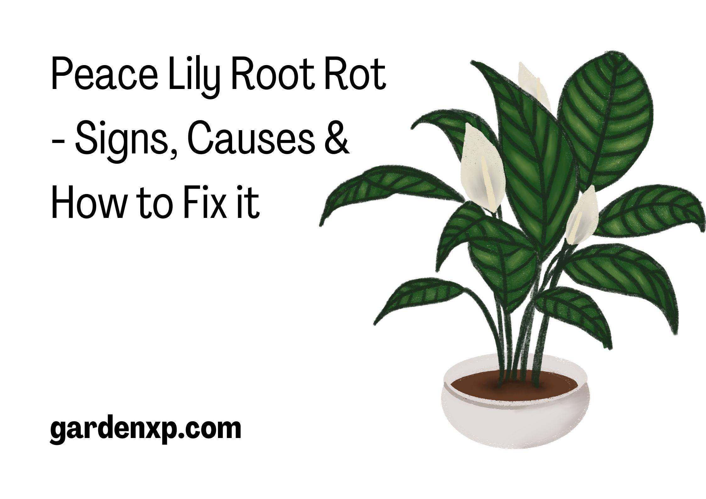 Peace Lily Root Rot - Signs, Causes & How to Fix it  