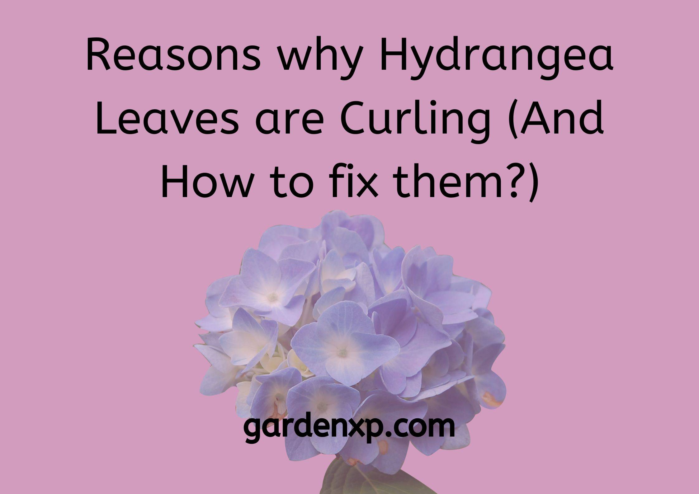 Reasons why Hydrangea Leaves are Curling (And How to fix them?)