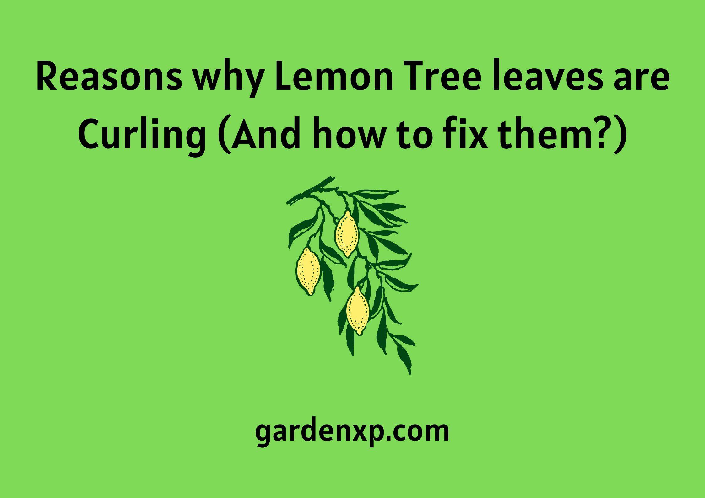 Reasons why Lemon Tree leaves are Curling (And how to fix them?)