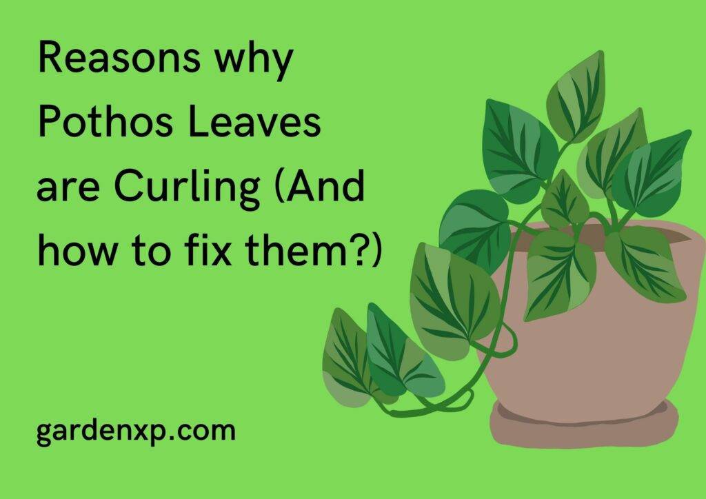 Reasons why Pothos Leaves are Curling (And how to fix them?)