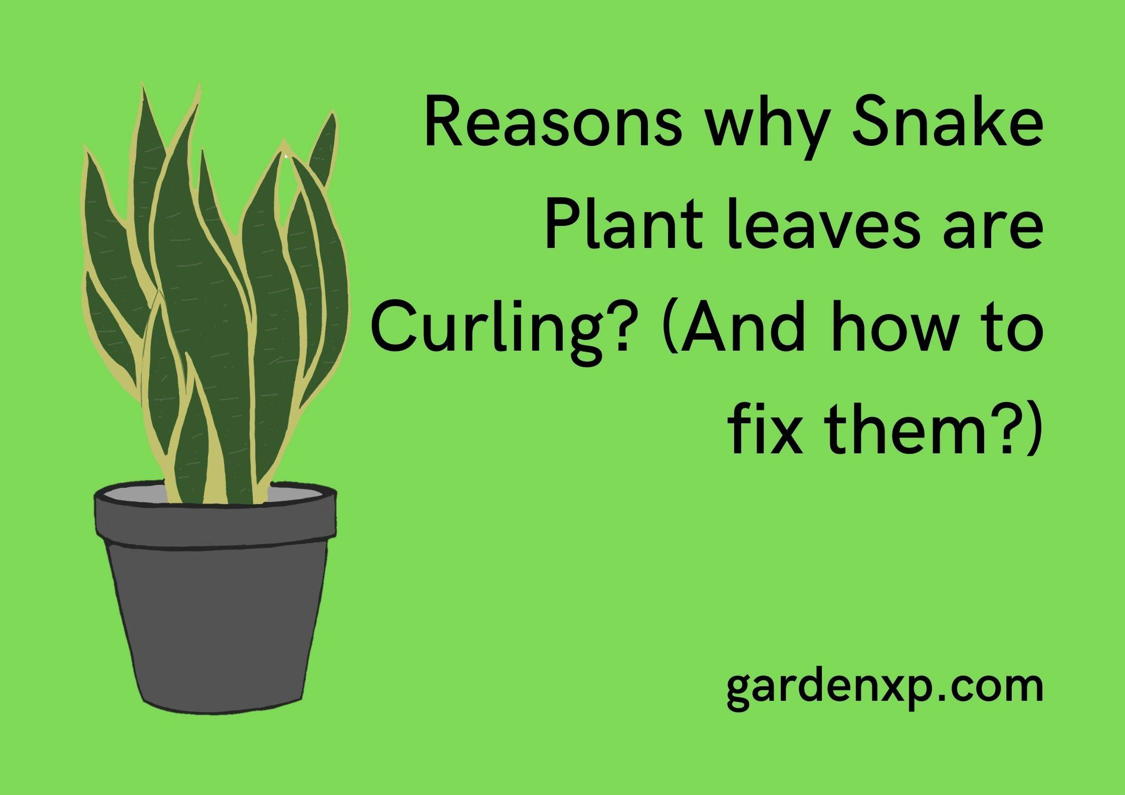 Reasons why Snake Plant leaves are Curling! (And how to fix them?)