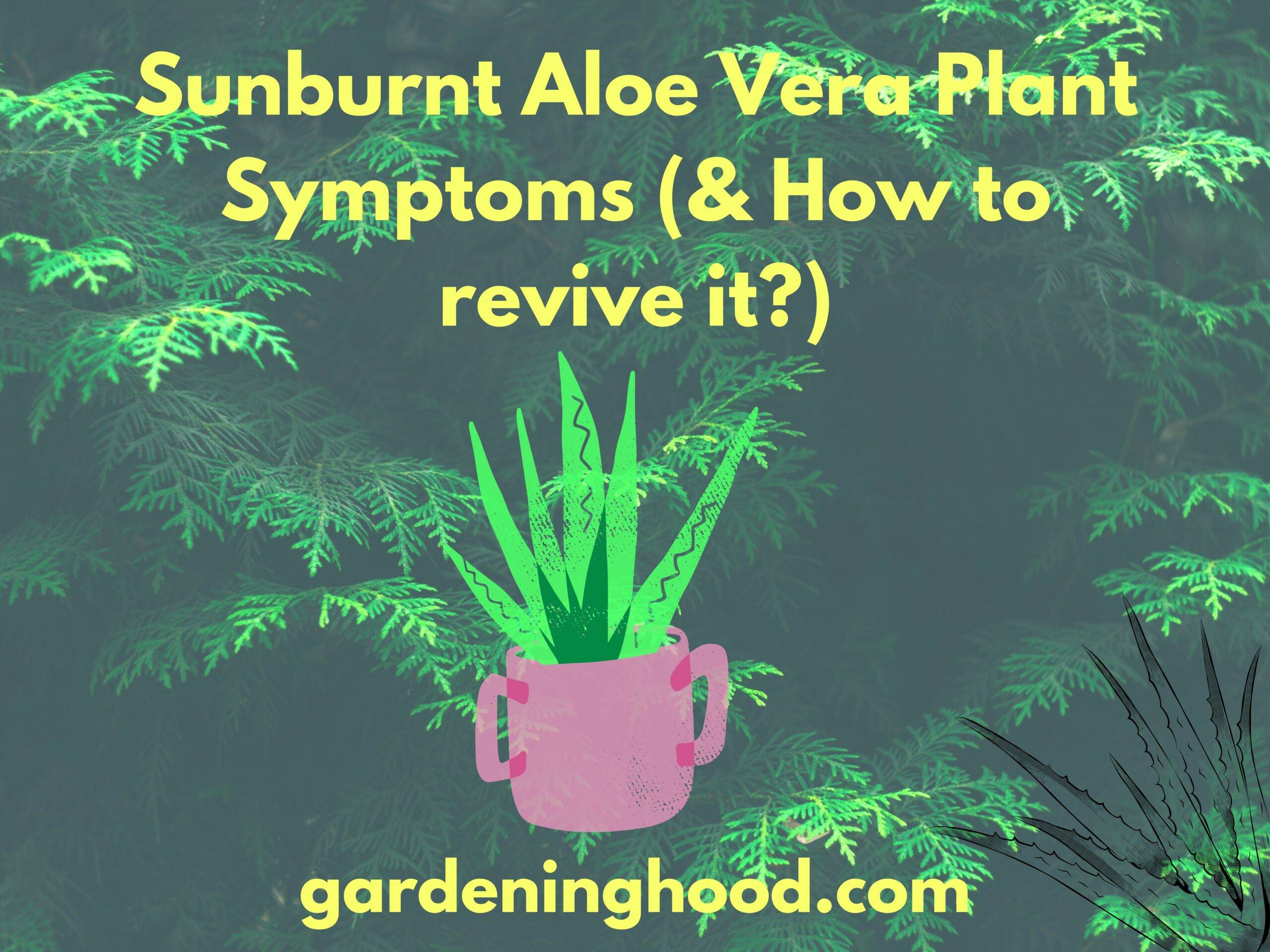 Sunburnt Aloe Vera Plant Symptoms (& How to revive it?)