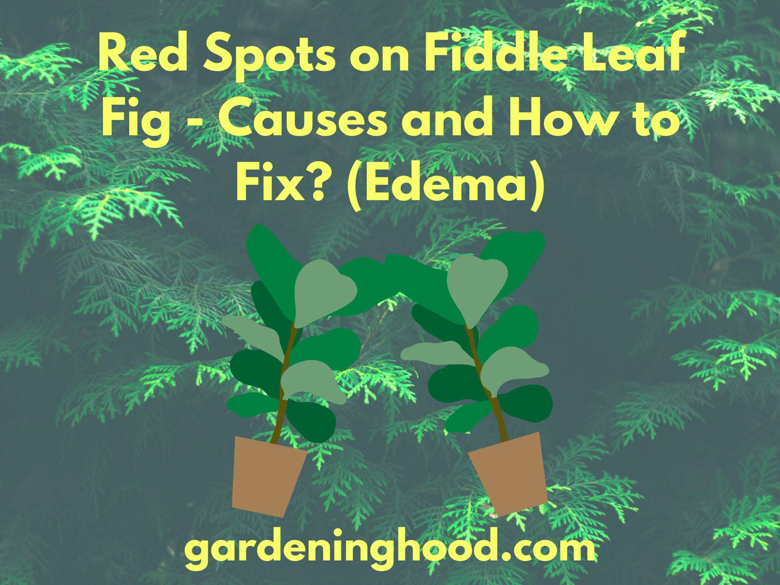 Red Spots on Fiddle Leaf Fig - Causes and How to Fix? (Edema)