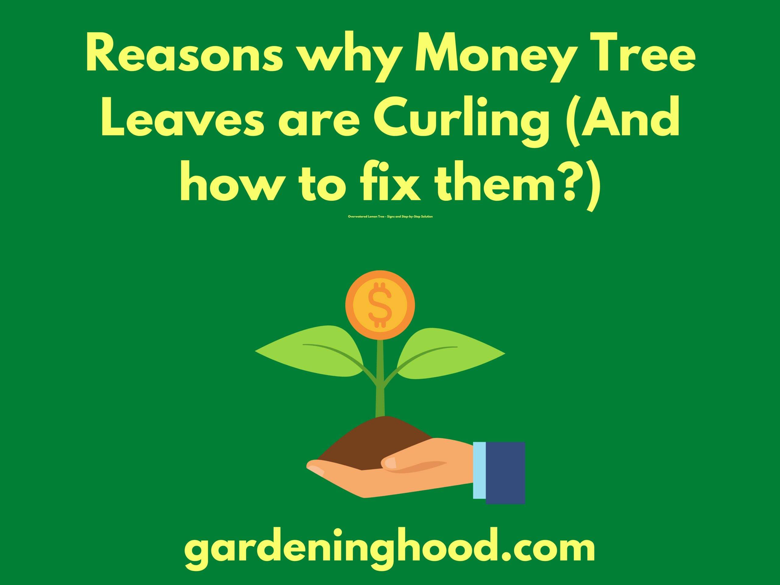 Reasons why Money Tree Leaves are Curling (And how to fix them?)