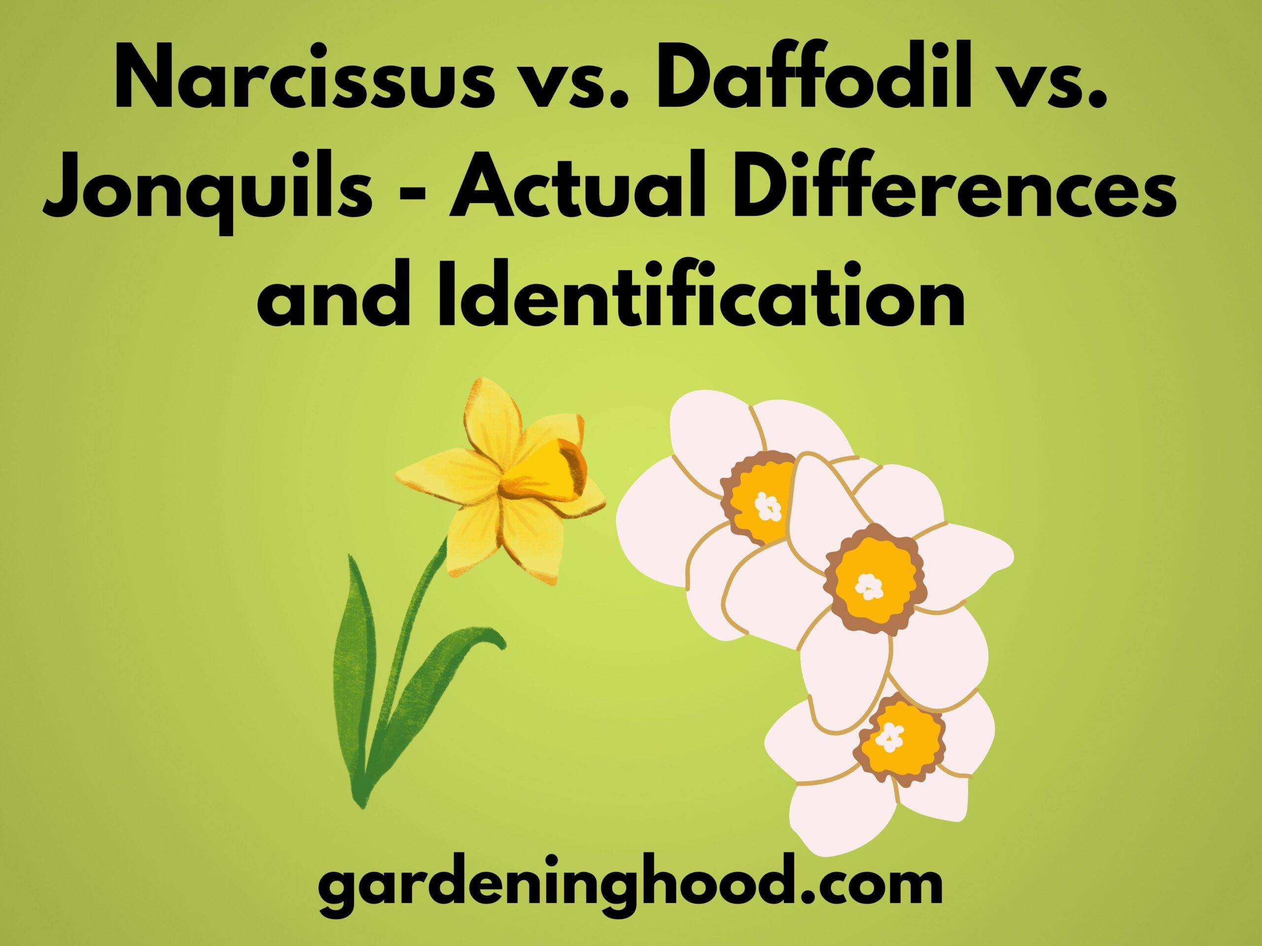 Narcissus vs. Daffodil vs. Jonquils - Actual Differences and Identification