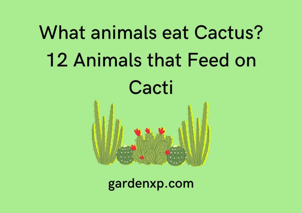 What animals eat Cactus? 12 Animals that Feed on Cacti