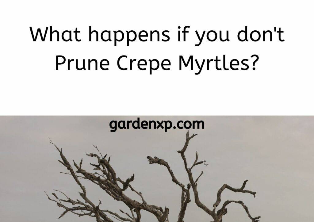 What happens if you don't Prune Crepe Myrtles?