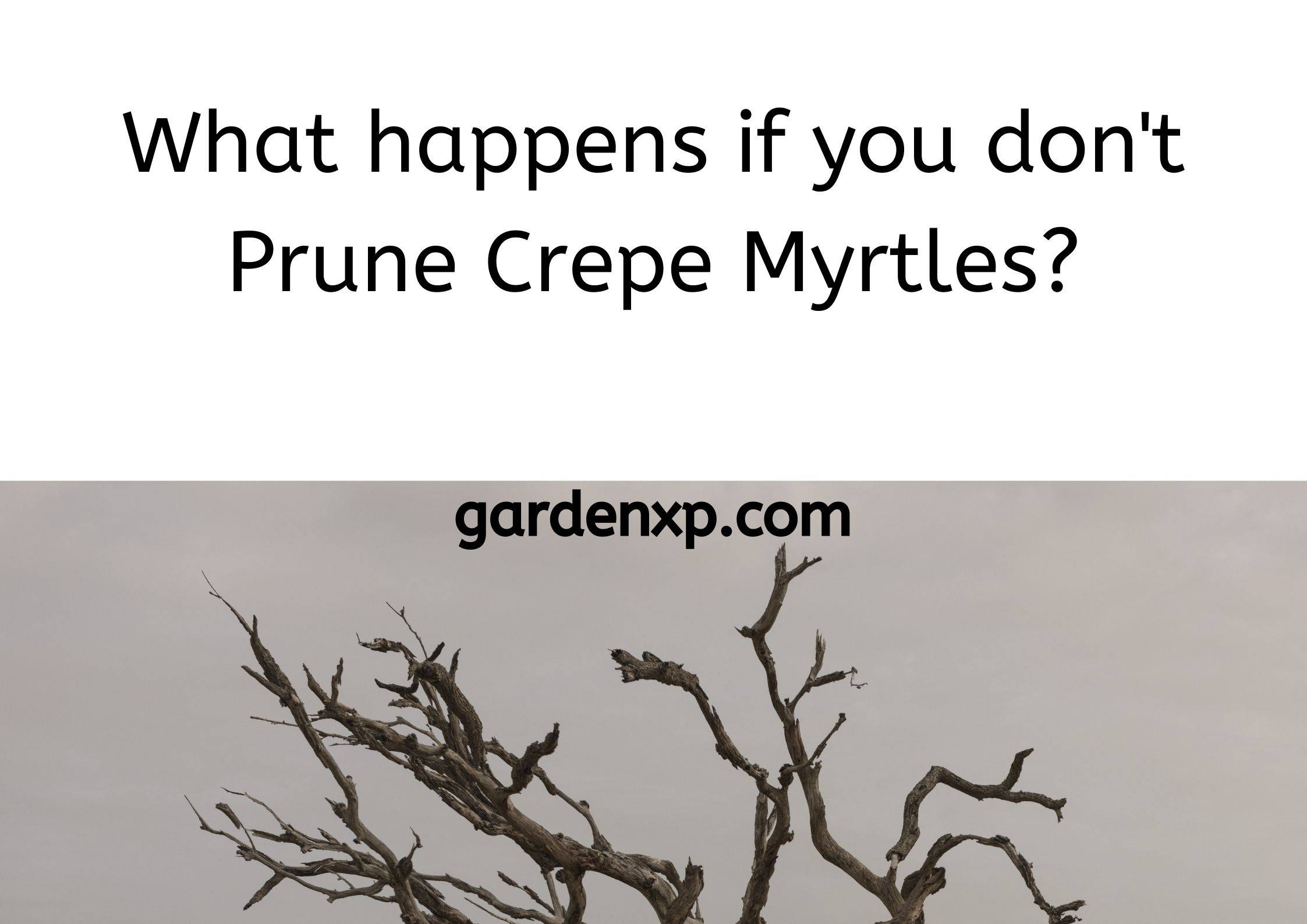 What happens if you don't Prune Crepe/Crape Myrtles?