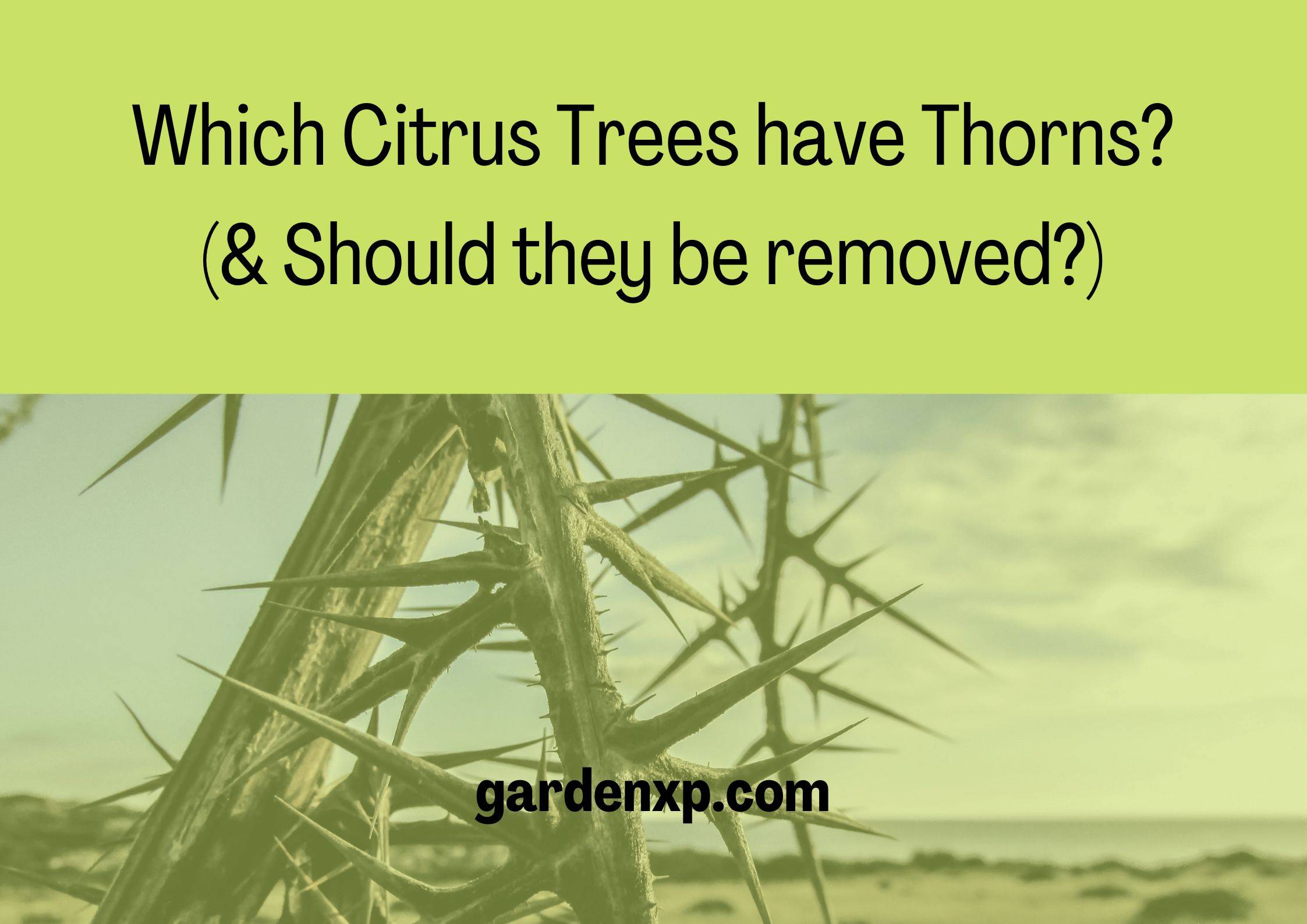 Which Citrus Trees Have Thorns? (& Should they be removed?)
