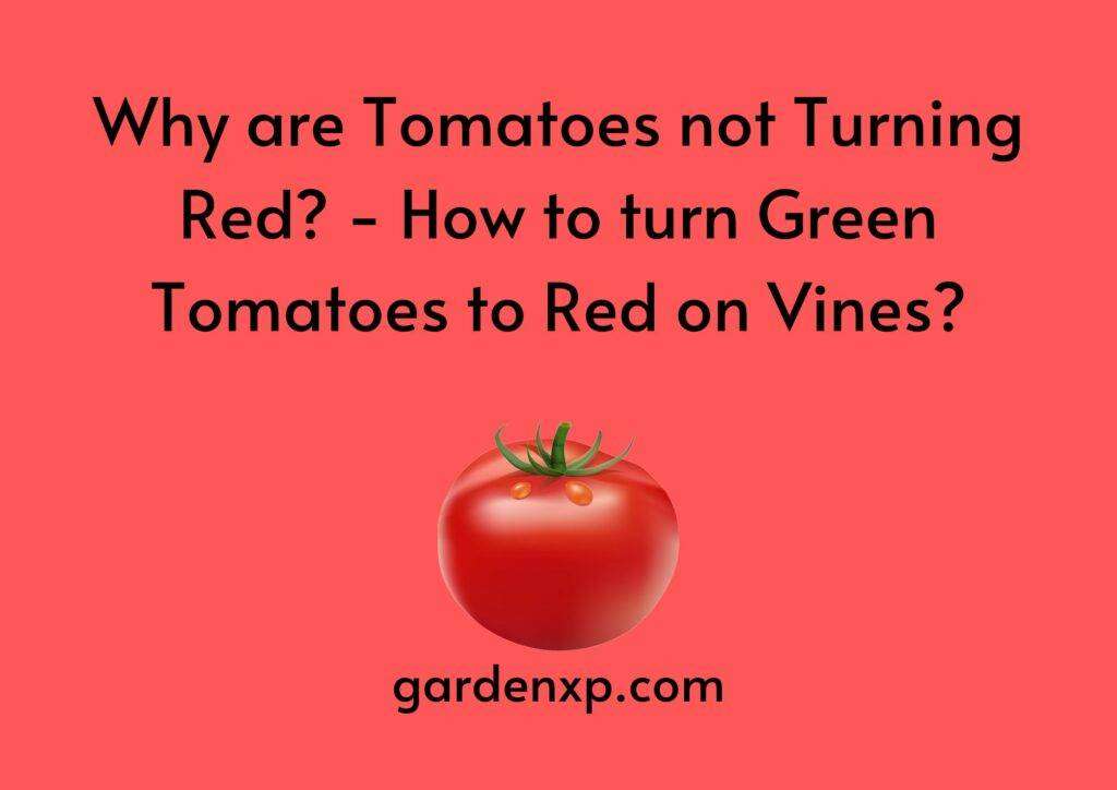 Why are Tomatoes not Turning Red? - How to turn Green Tomatoes to Red on Vines?