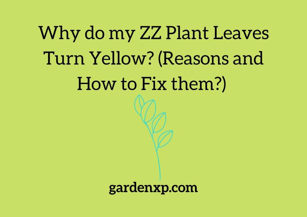 Why do my ZZ Plant Leaves Turn Yellow? (Reasons and How to Fix them?) 