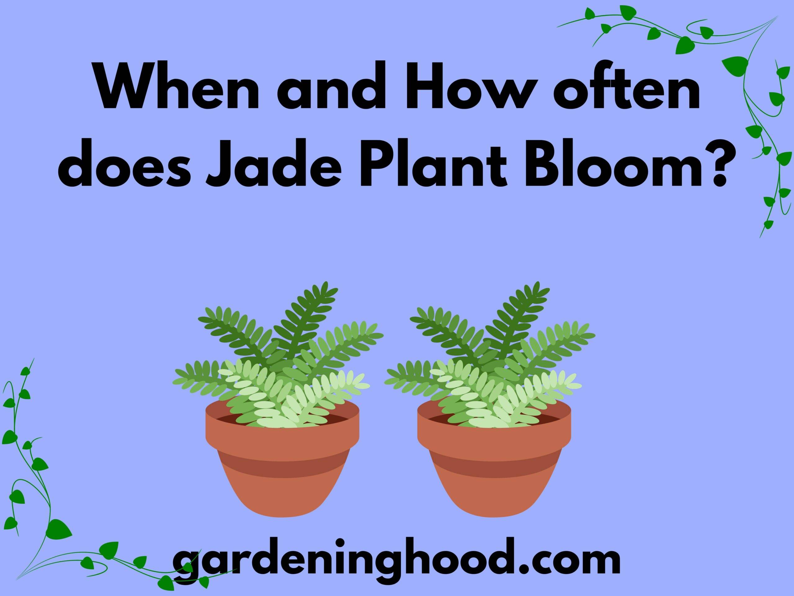 When and How often does Jade Plant Bloom?
