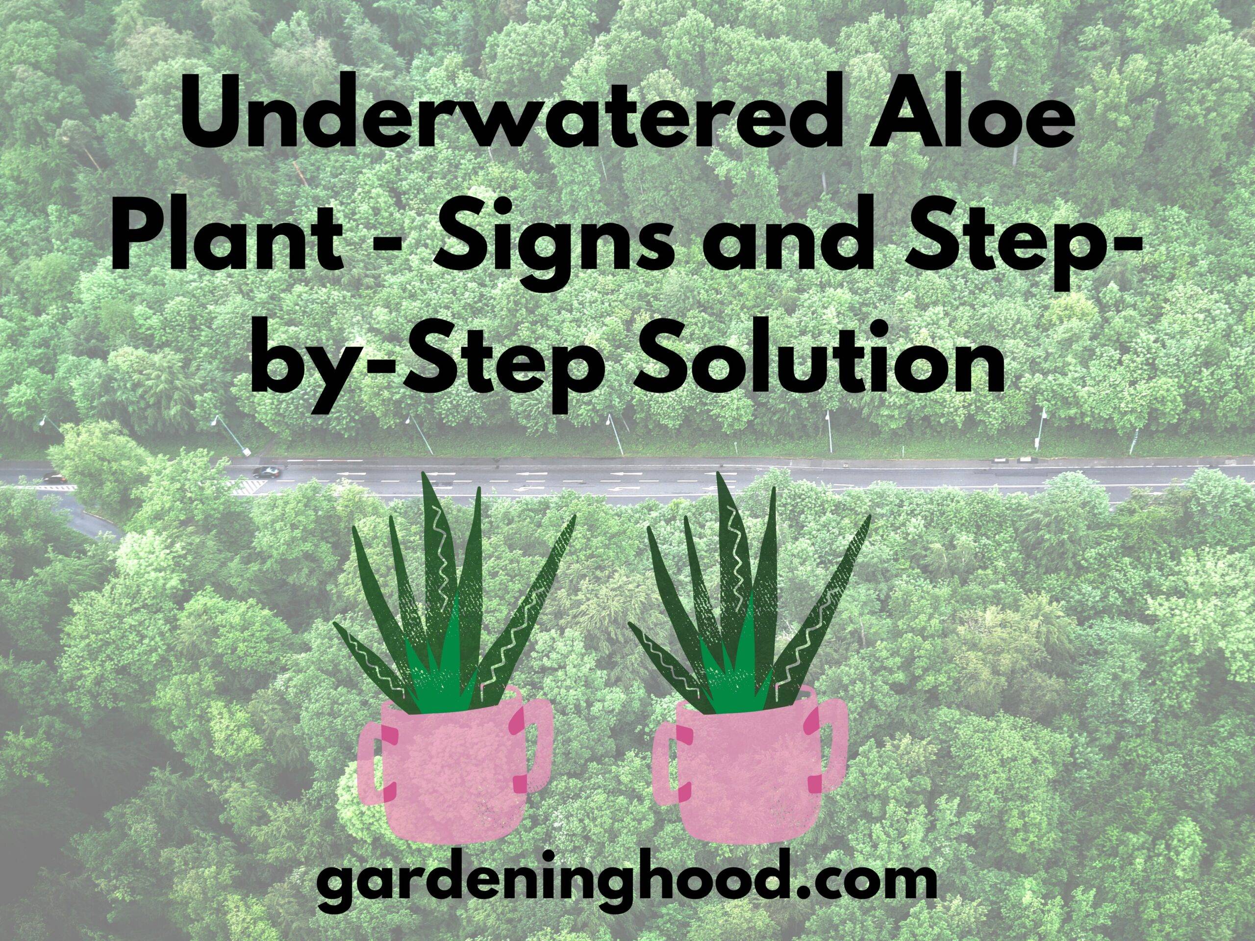 Underwatered Aloe Plant - Signs and Step-by-Step Solution