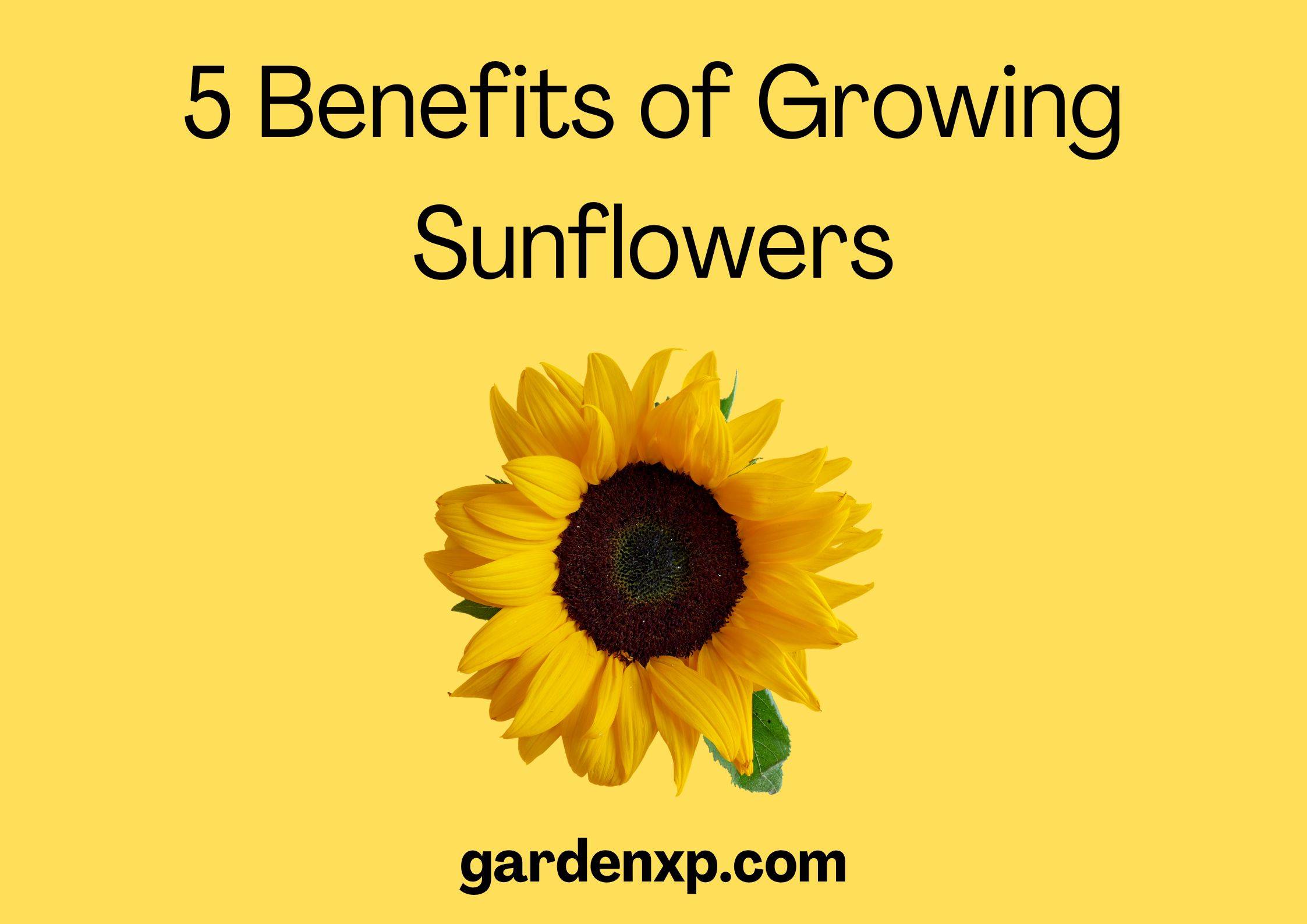 <strong>5 Benefits of Growing Sunflowers</strong>