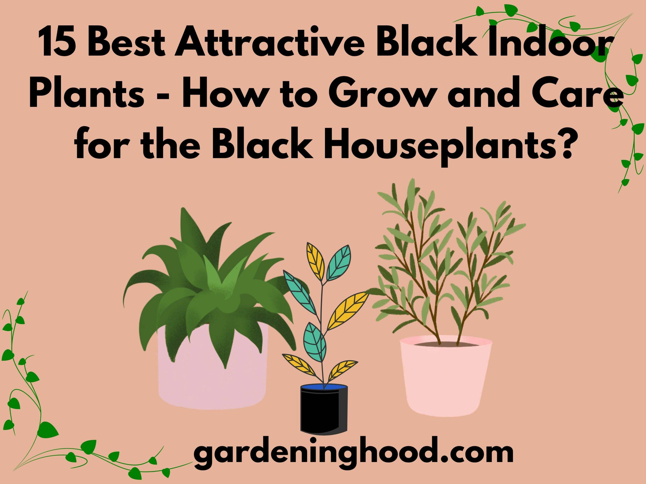 15 Best Attractive Black Indoor Plants - How to Grow and Care for the Black Houseplants?
