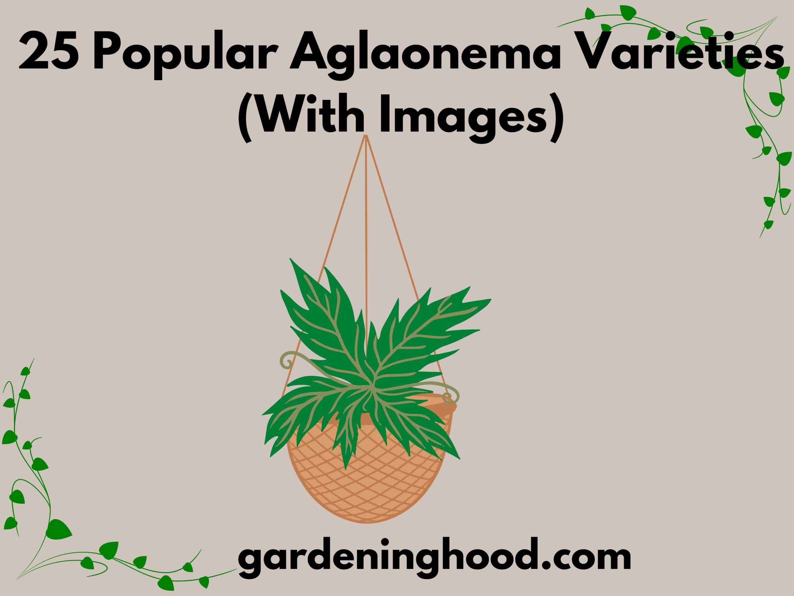 <strong>25 Popular Aglaonema Varieties (With Images)</strong>