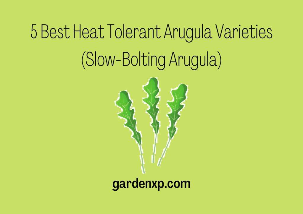 5 Best Heat Tolerant Arugula Varieties (Slow-Bolting Arugula)