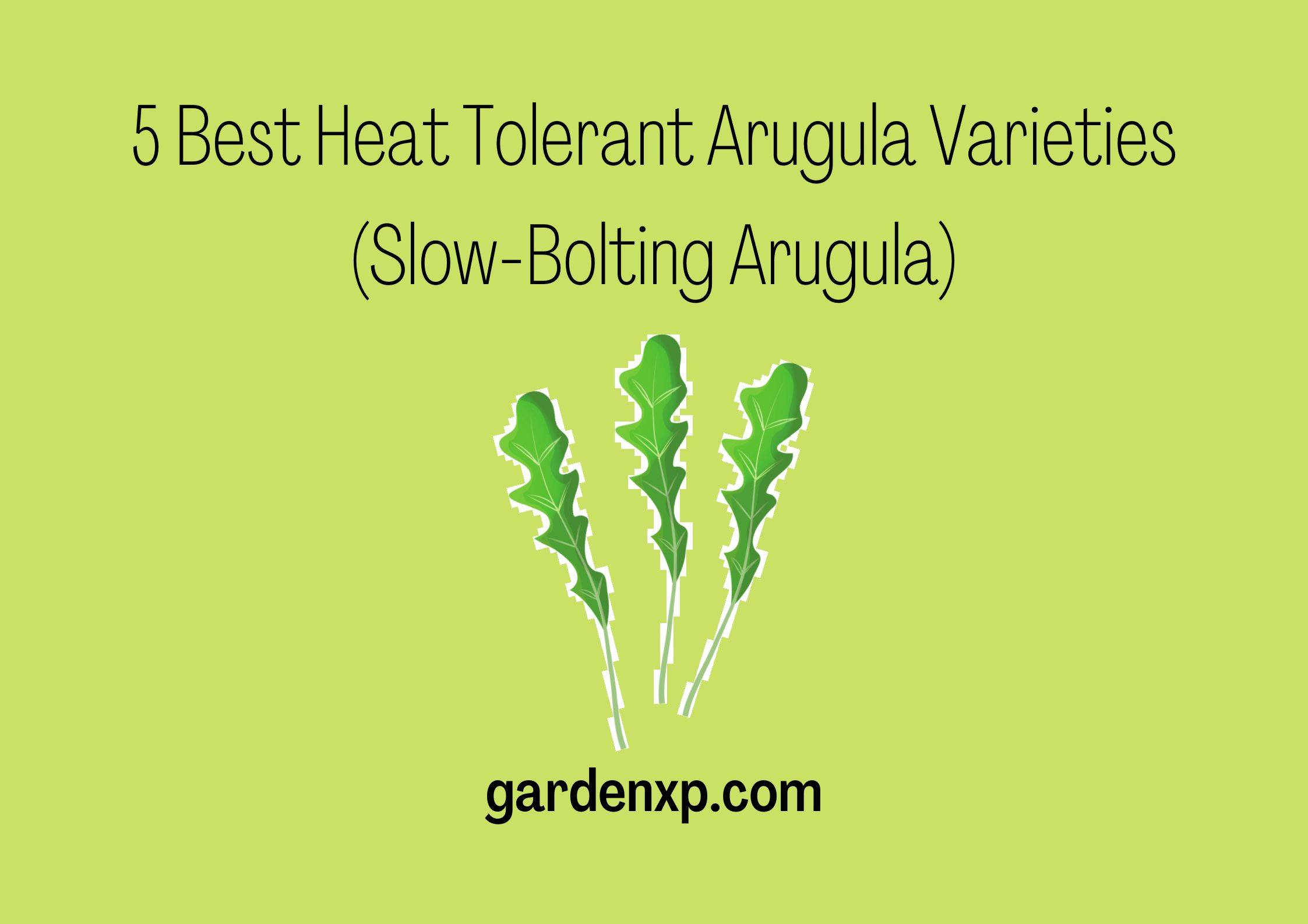 <strong>5 Best Heat Tolerant Arugula Varieties (Slow-Bolting Arugula)</strong>