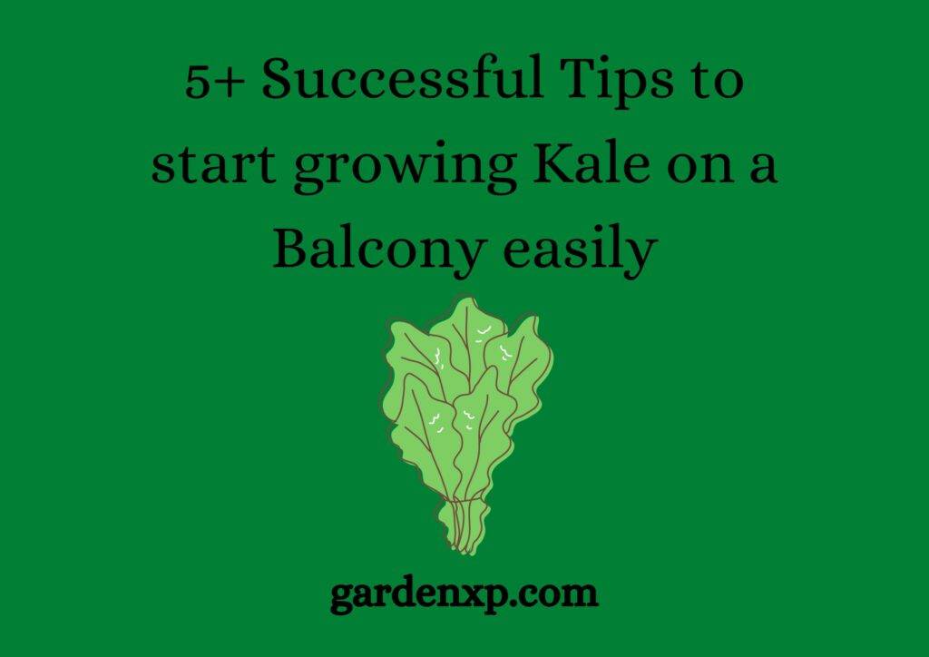 5+ Successful Tips to start growing Kale on a Balcony easily