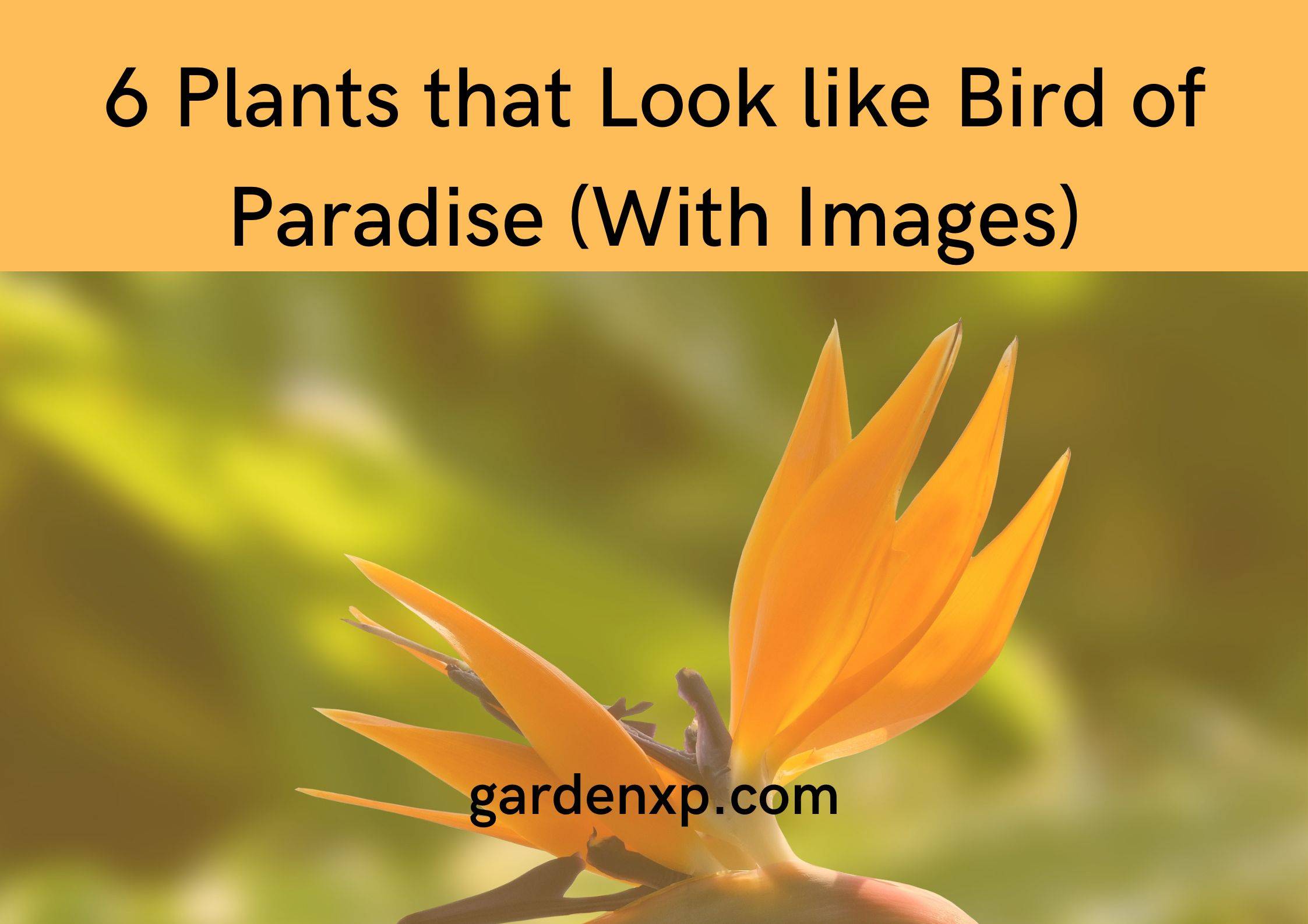 6 Plants that Look like Birds of Paradise (With Images)
