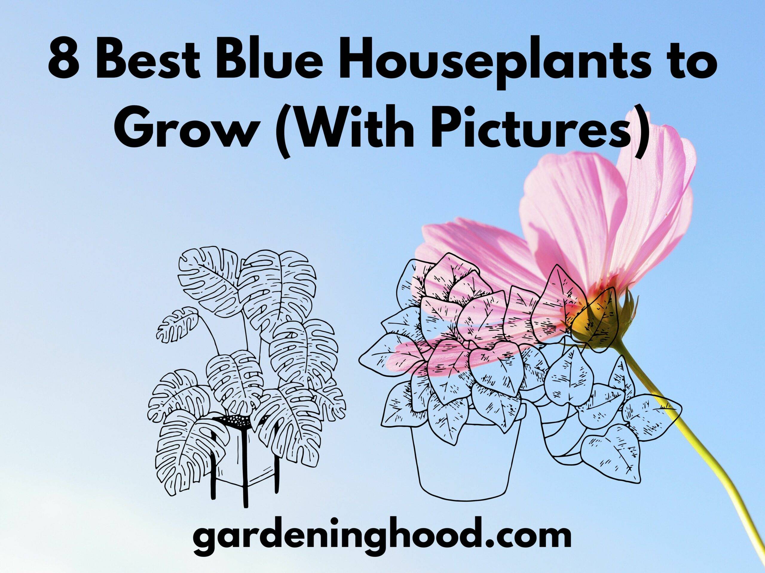 <strong>8 Best Blue Houseplants to Grow (With Pictures)</strong>