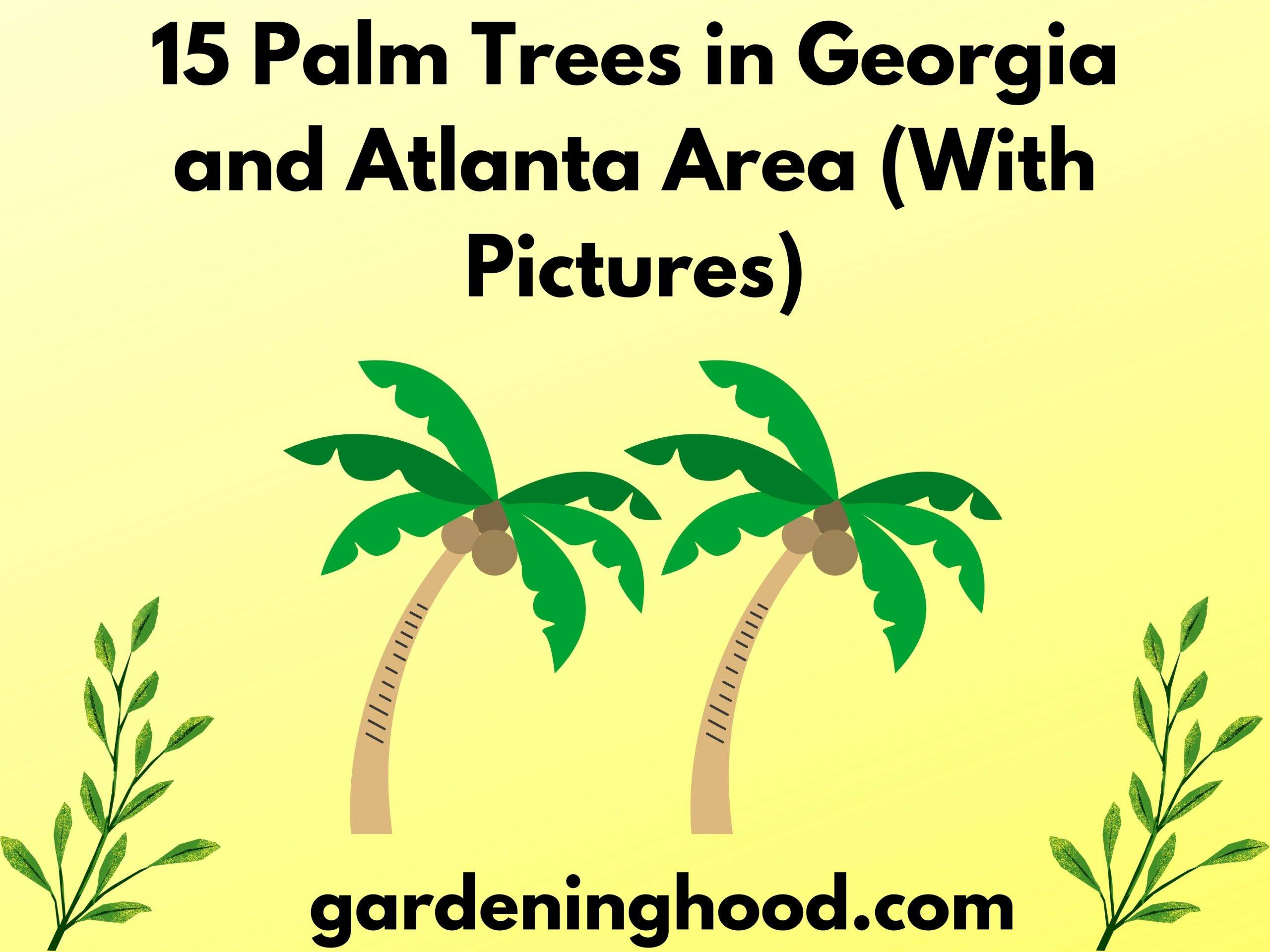 15 Palm Trees in Georgia and Atlanta Area (With Pictures)