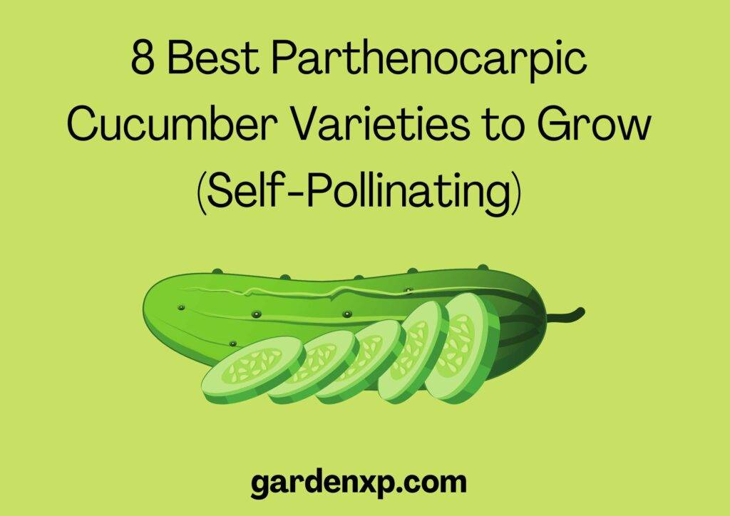 8 Best Parthenocarpic Cucumber Varieties to Grow (Self-Pollinating)