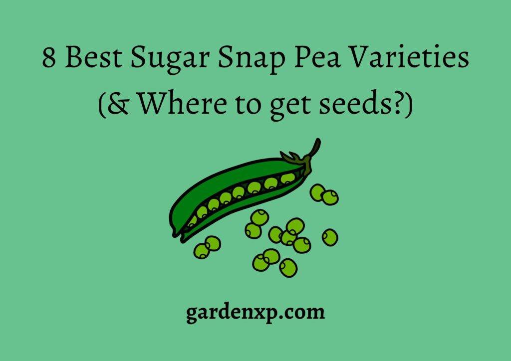 8 Best Sugar Snap Pea Varieties (& Where to get seeds?)