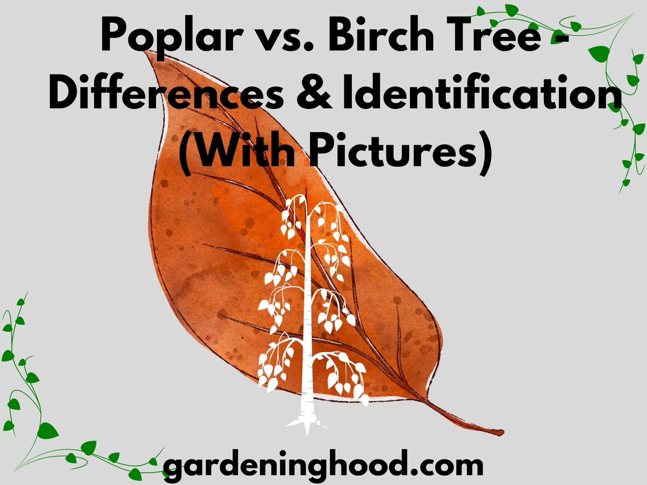 Poplar vs. Birch Tree - Differences & Identification (With Pictures)