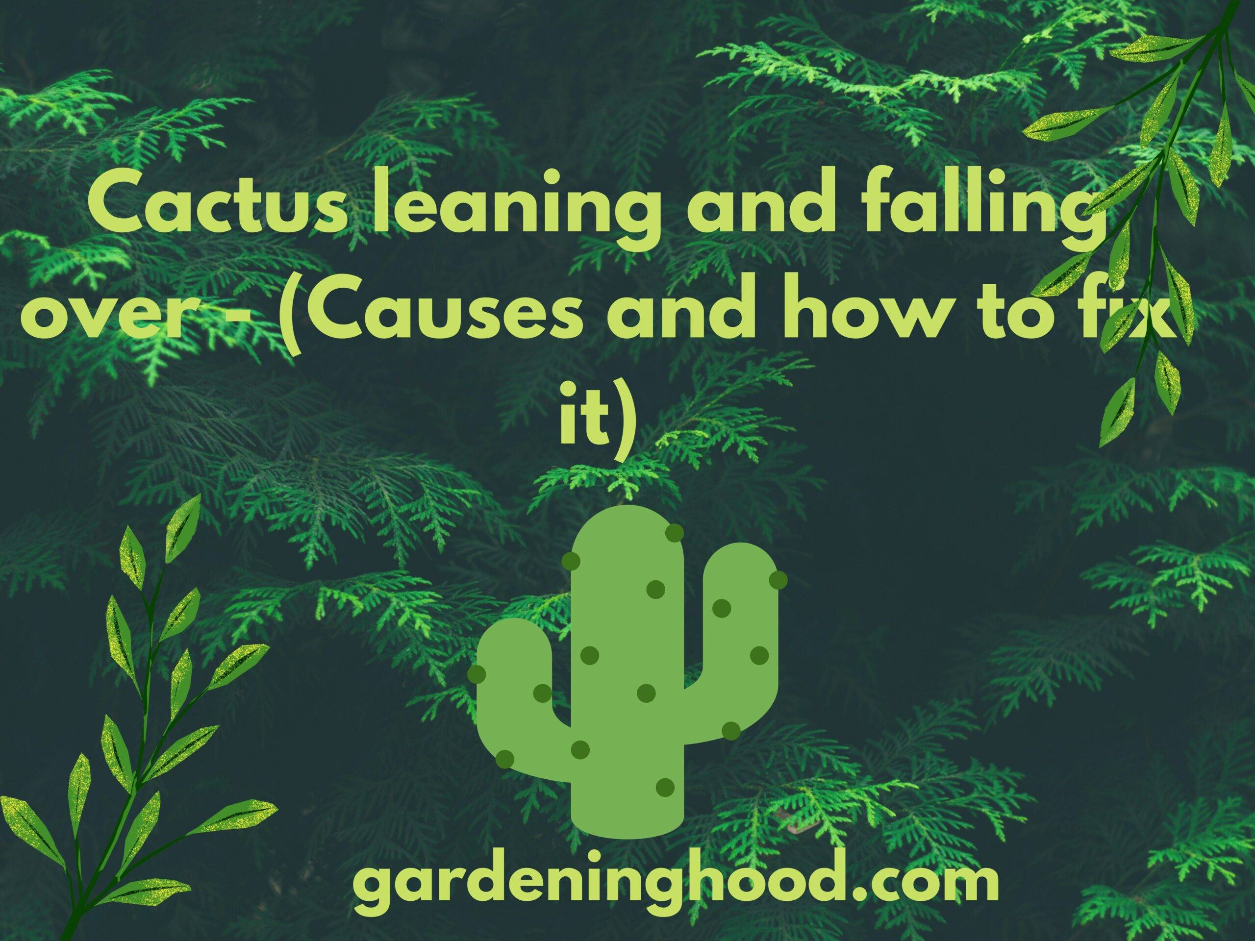 Cactus leaning and falling over - (Causes and how to fix it)