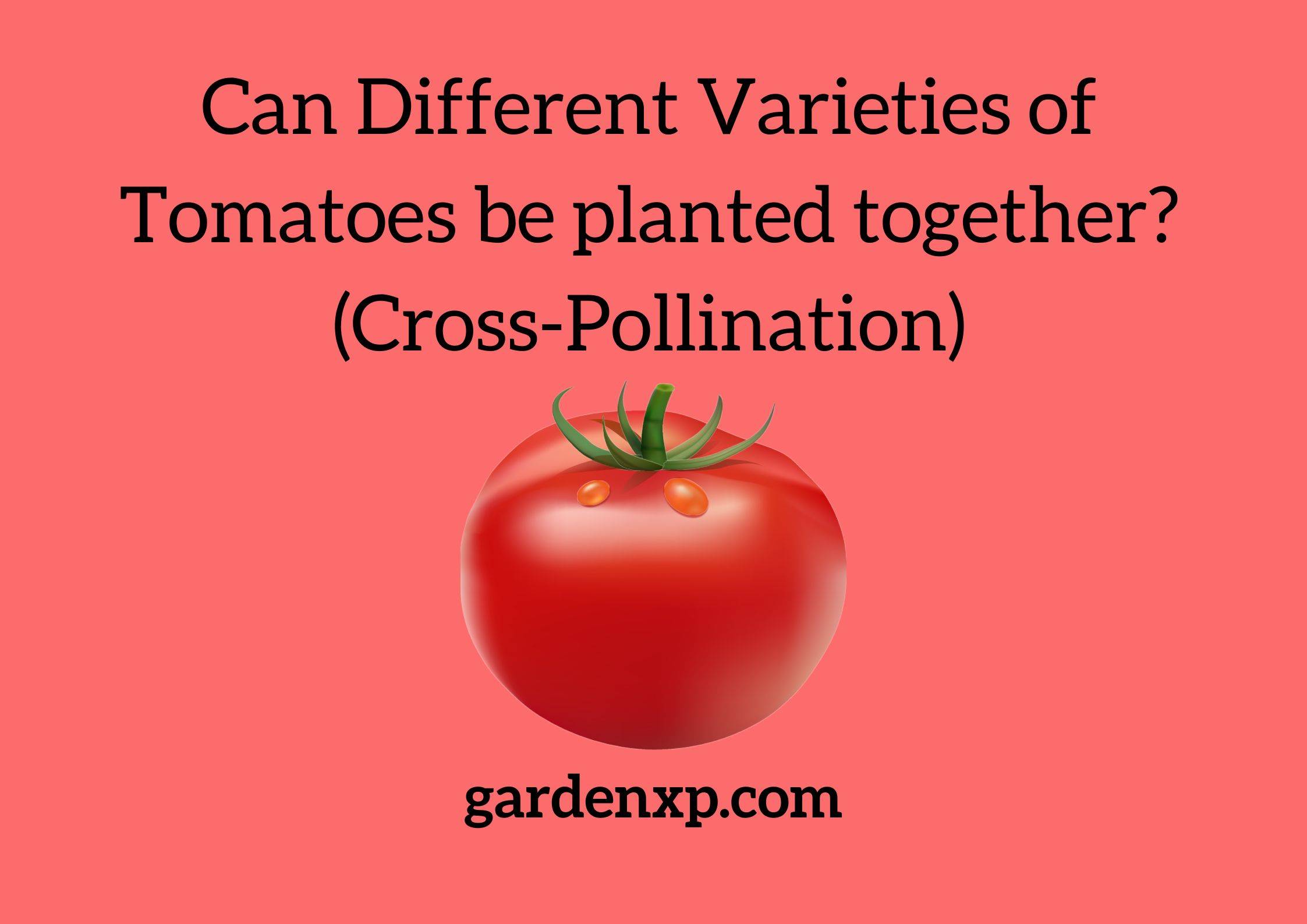 Can Different Varieties of Tomatoes Be Planted Together? (Cross-Pollination)