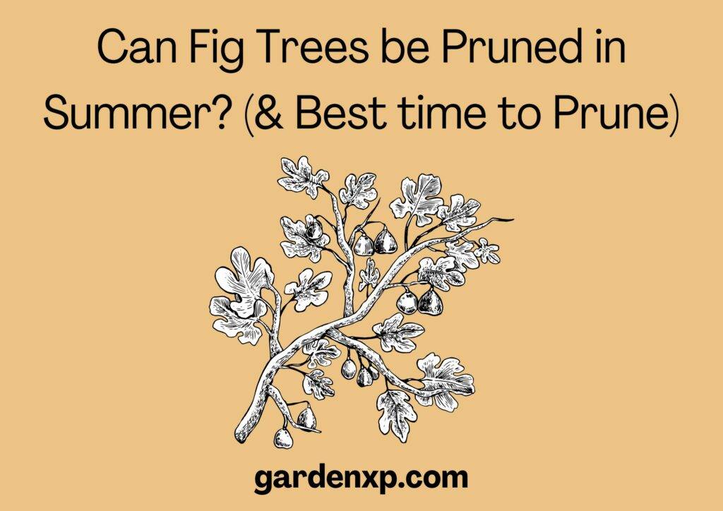 Can Fig Trees be Pruned in Summer? (& Best time to Prune)