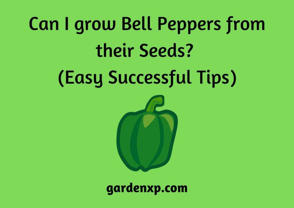 Can I grow Bell Peppers from their Seeds? (Easy Successful Tips)