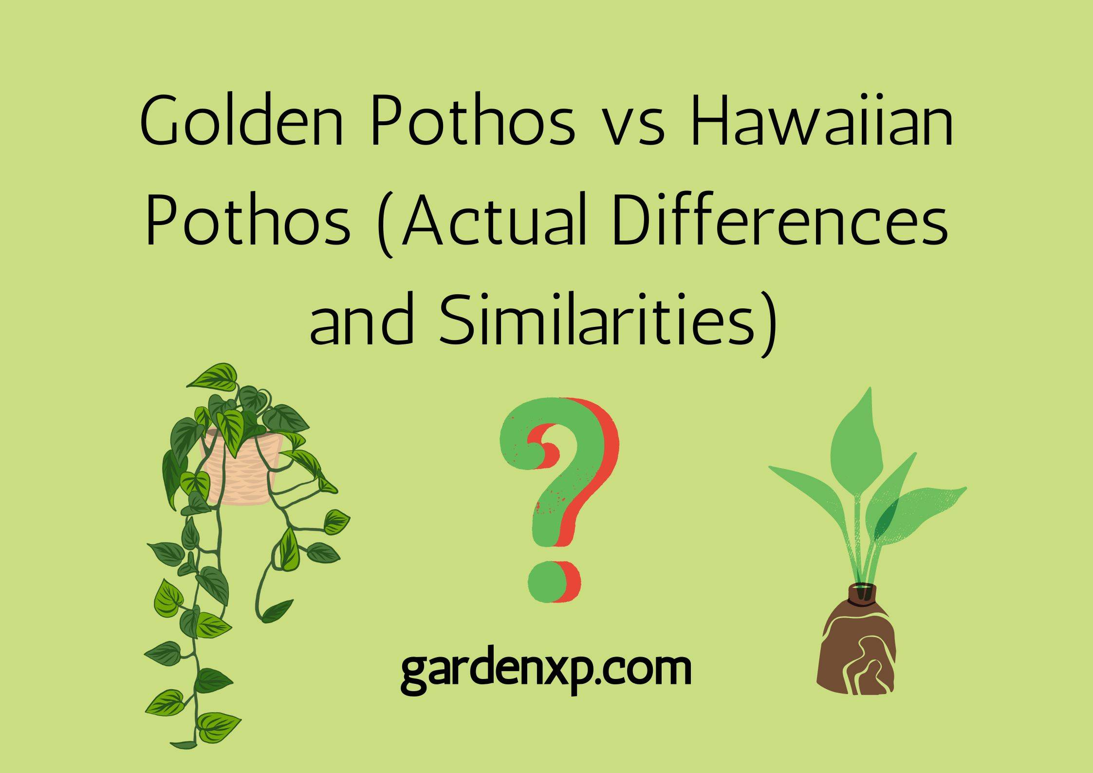 Golden Pothos vs Hawaiian Pothos (Actual Differences and Similarities)