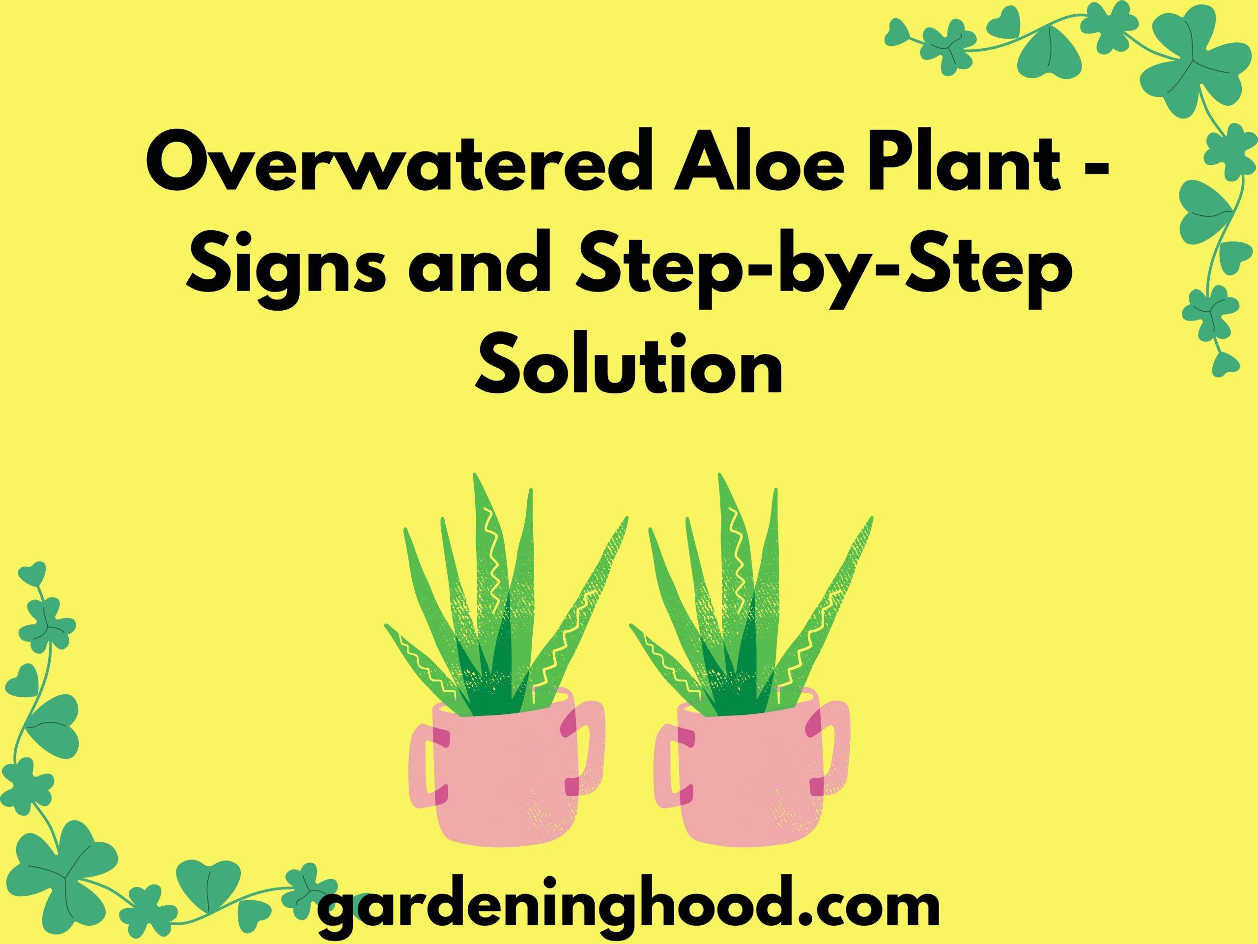 Overwatered Aloe Plant - Signs and Step-by-Step Solution