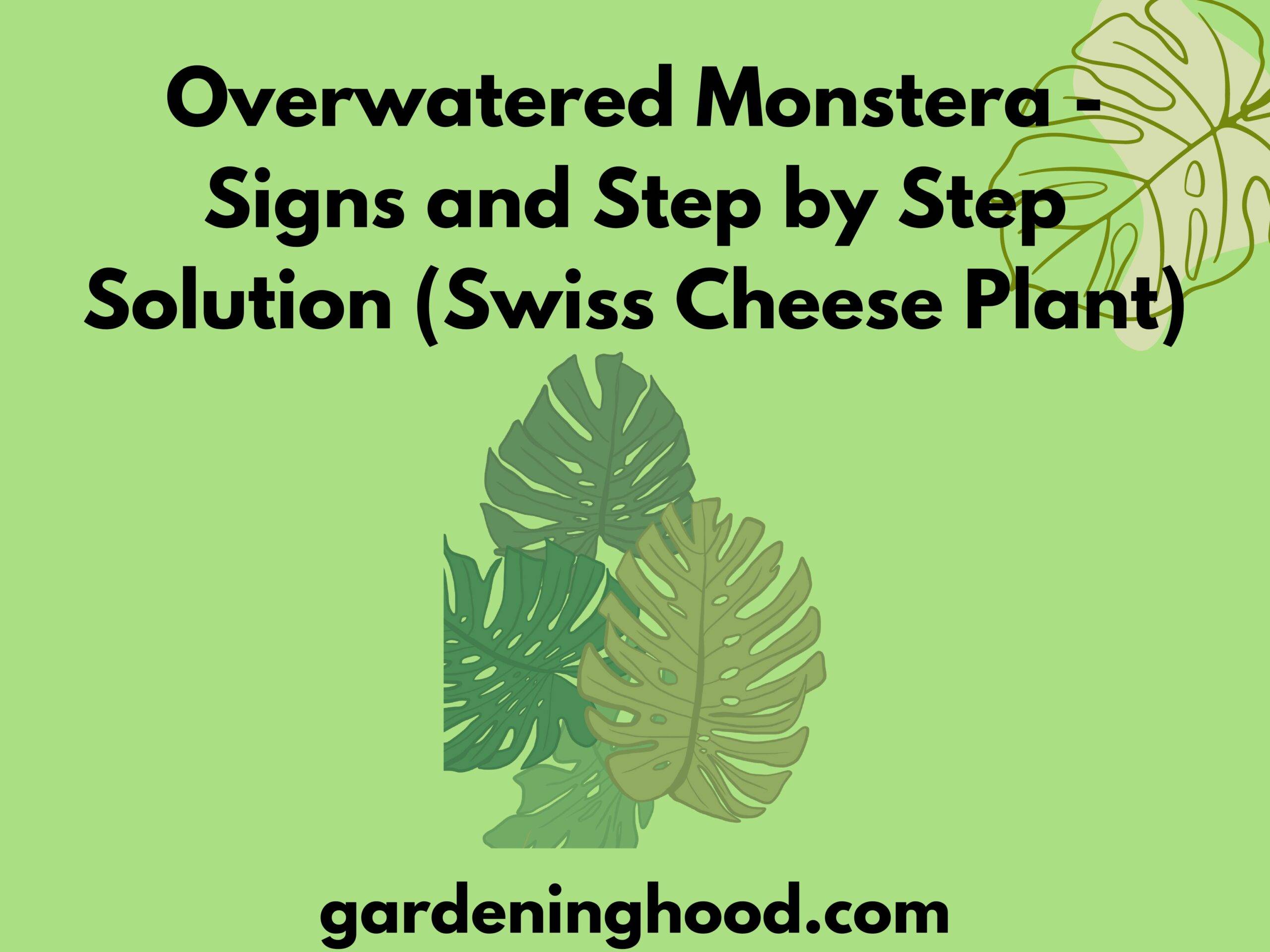 Overwatered Monstera - Signs and Step-by-Step Solution (Swiss Cheese Plant)