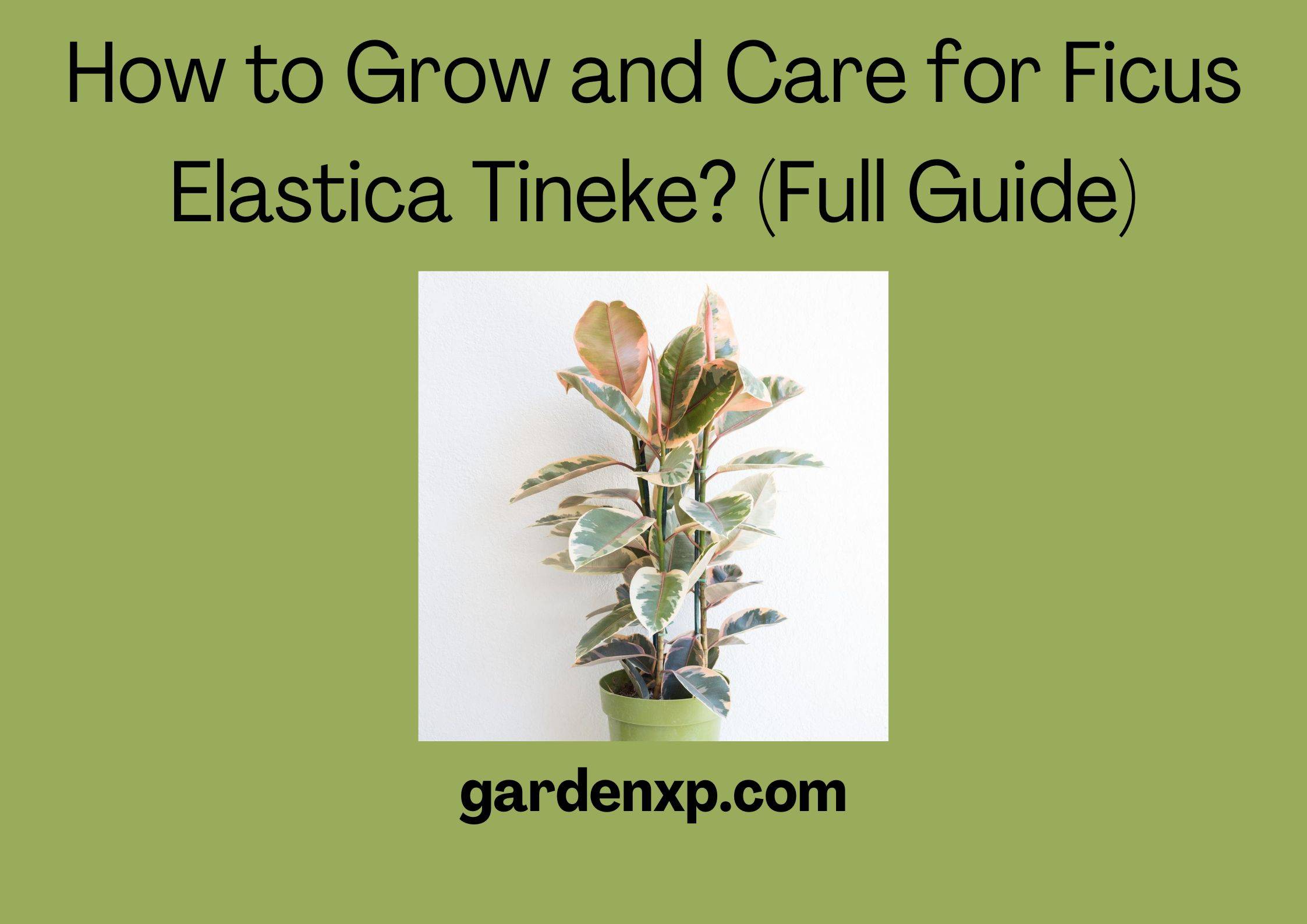 How to Grow and Care for Ficus Elastica Tineke? (Full Guide)