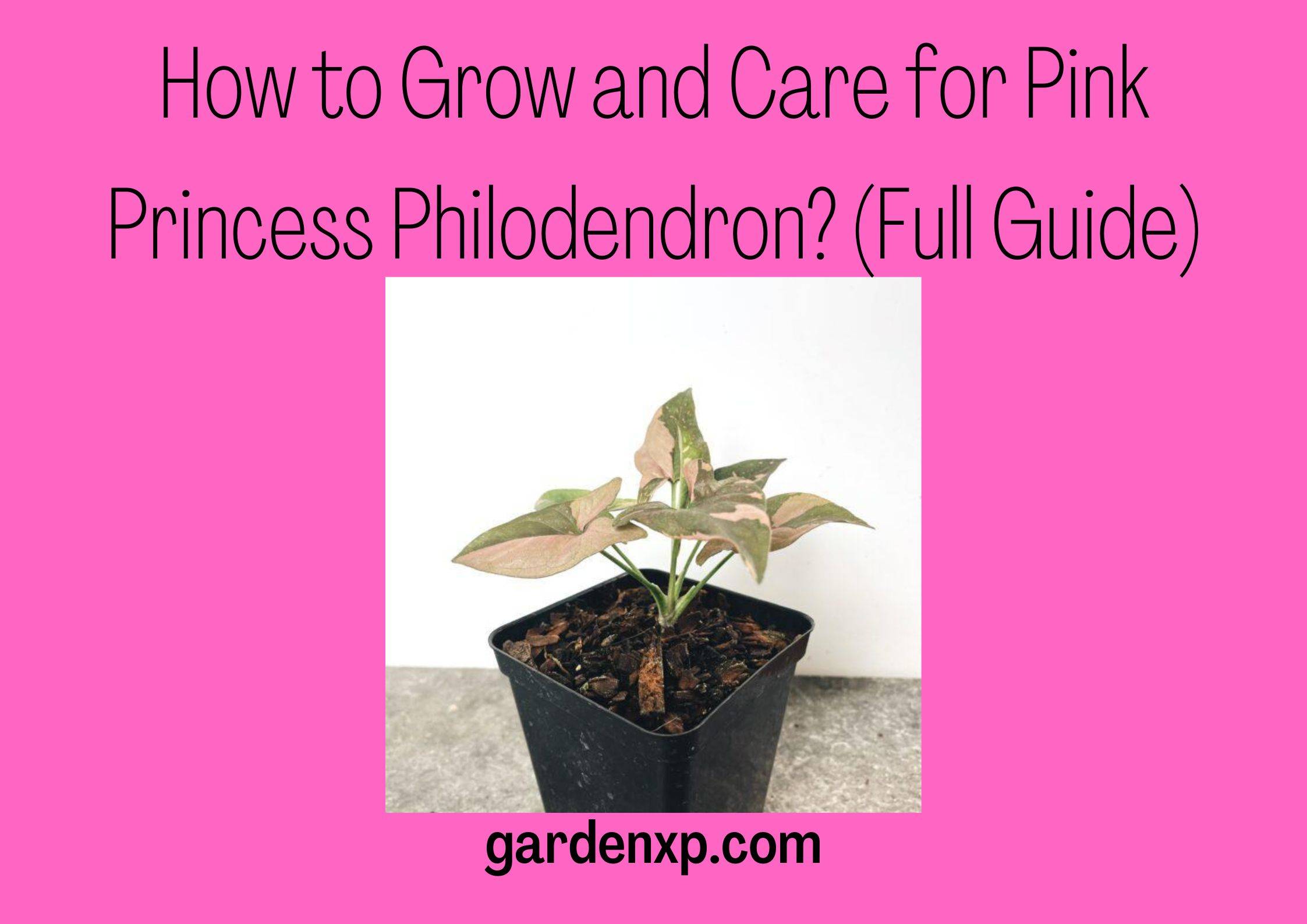 How to Grow and Care for Pink Princess Philodendron? (Full Guide)