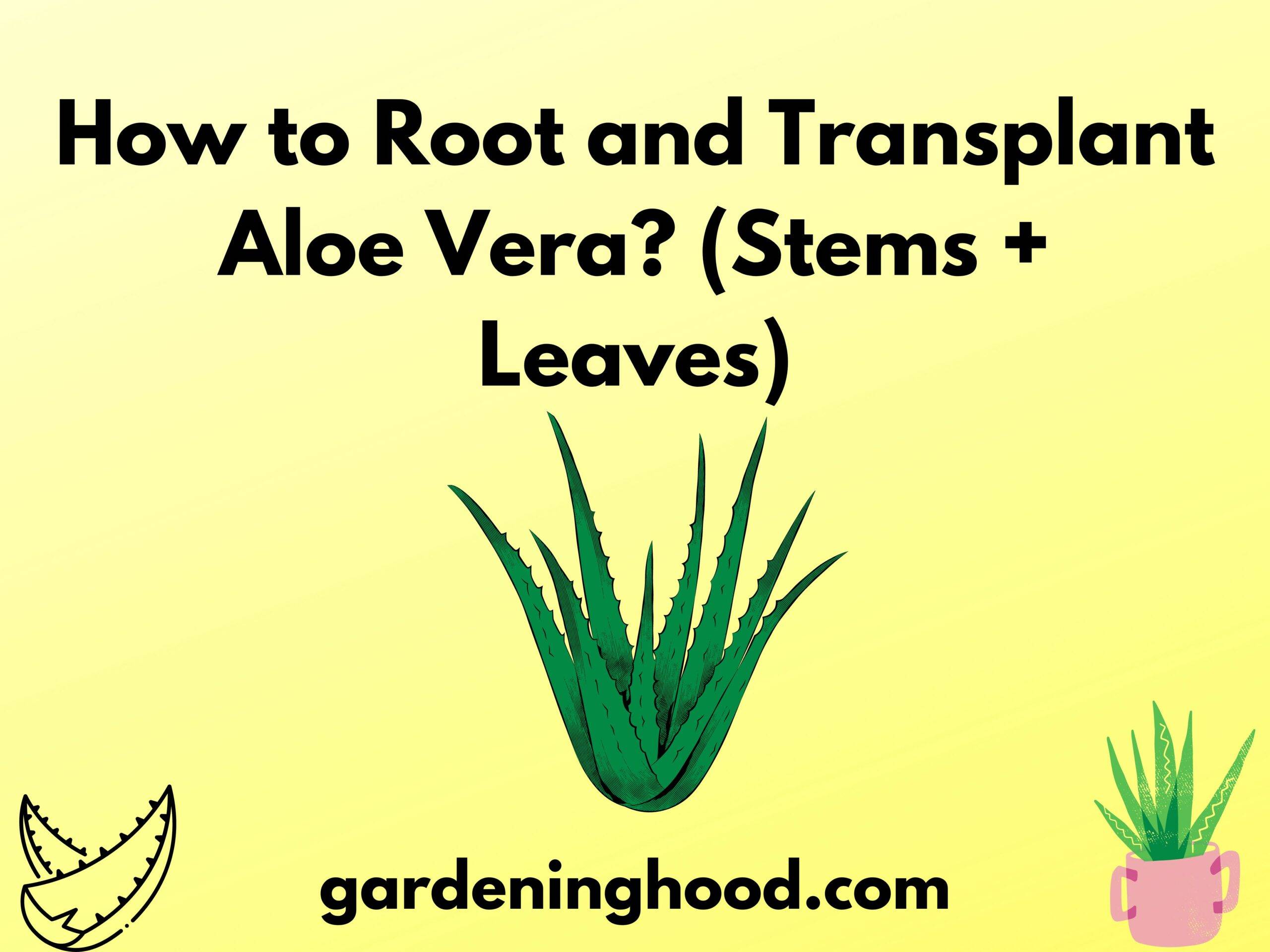How to Root and Transplant Aloe Vera? (Stems + Leaves)