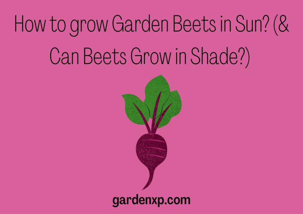 How to grow Garden Beets in Sun? (& Can Beets Grow in Shade?) 