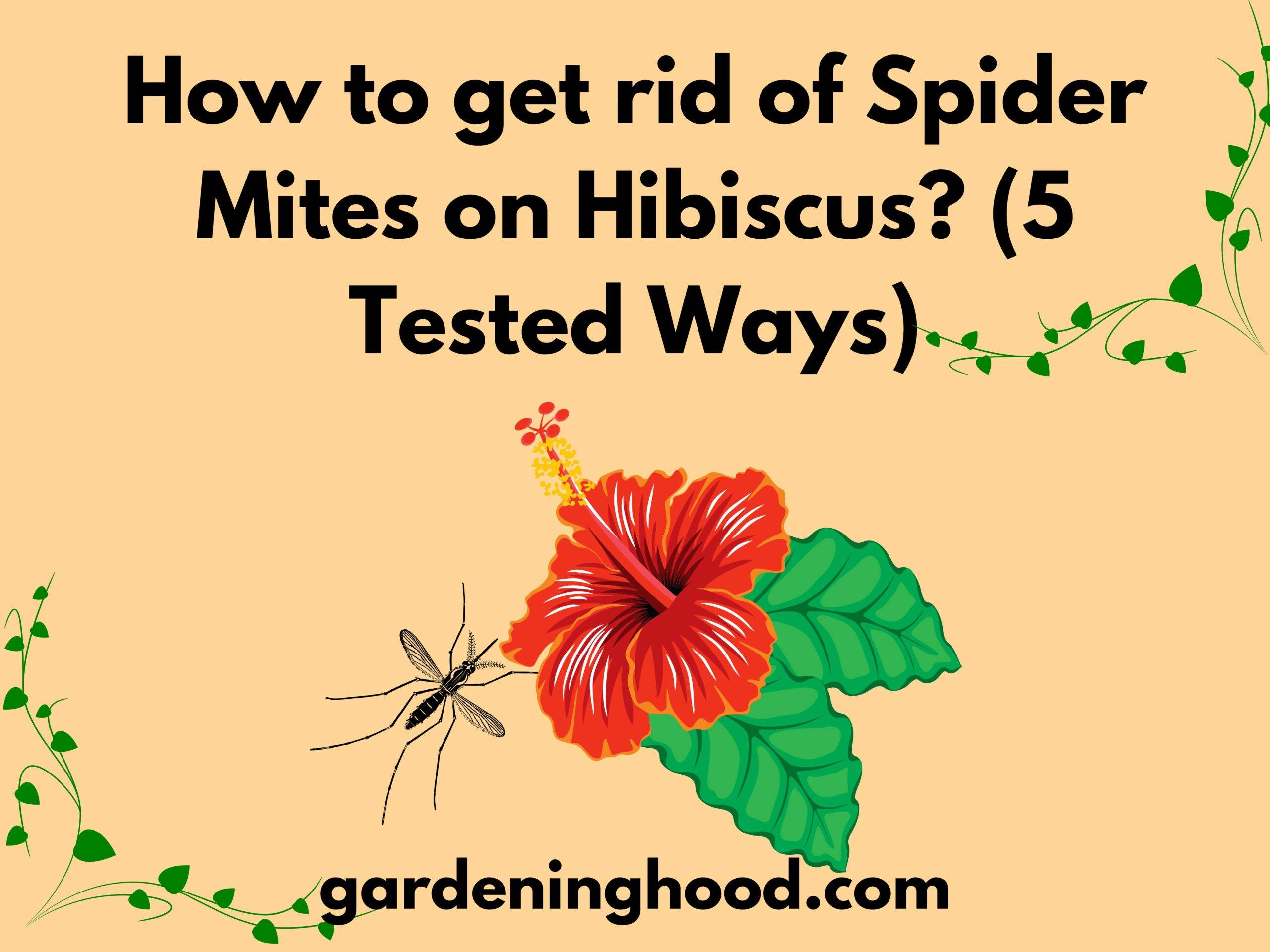 How to get rid of Spider Mites on Hibiscus? (5 Tested Ways)